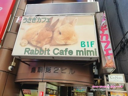 🐇 토끼 카페 미미 (우사기 카페 미미) 이미지 1